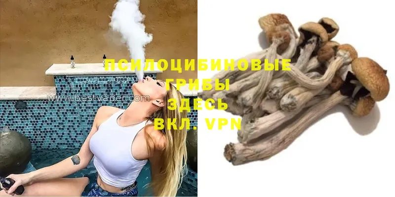 Псилоцибиновые грибы Cubensis  магазин    Бабаево 